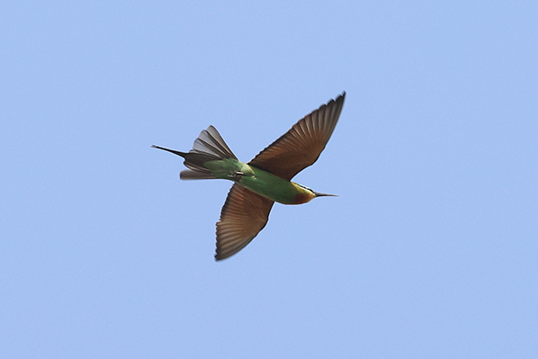 Blue-cheeked Bee-eater.